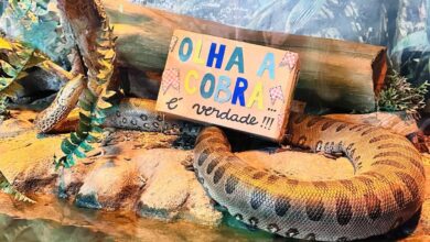 Festa junina vira estímulo para animais em aquário de SC