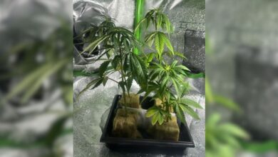 Haxixe dos EUA era enviado por encomendas postais para SC