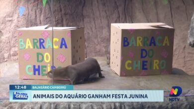 Oceanic Aquarium celebra São João com festa junina para animais