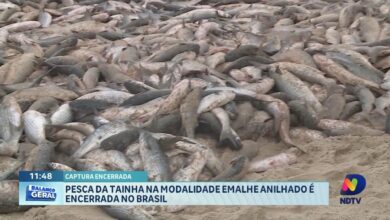 Encerrada a pesca da tainha com emalhe anilhado no Brasil