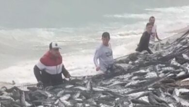 Pescadores capturam 1.738 tainhas na Praia de Taquaras em Balneário Camboriú