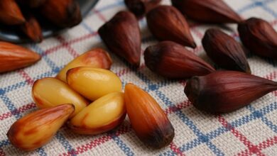 Pinhão cozido na pressão: prático, rápido e delicioso