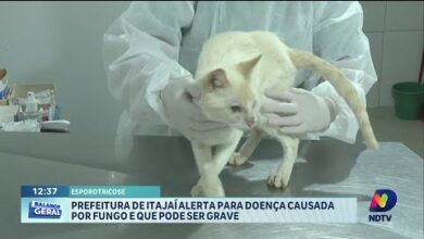 Prefeitura de Itajaí emite alerta sobre casos de esporotricose grave