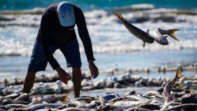1.738 peixes foram capturados no primeiro grande lanço de tainhas da safra 2025