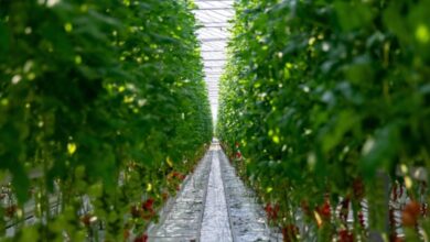 BASF aposta em inovação genética e manejo integrado na Hortitec – Noticias R7