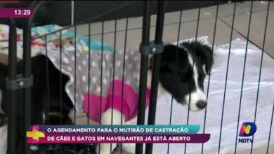 Mutirão de castração em Navegantes abre agendamento gratuito