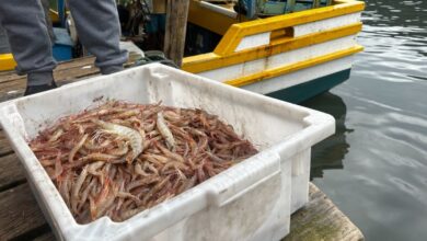 Balneário Camboriú tem arrasto simbólico com 23 embarcações e 65 kg de camarão