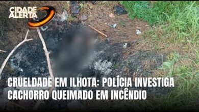 Cachorro é queimado vivo em Ilhota e polícia busca o responsável