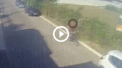 Cão dentro de mochila é deixado na rua e morre em SC