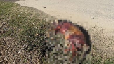 Cão é encontrado morto com sinais de queimadura em Itapema