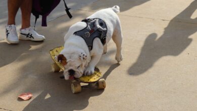 Cãominhada em Balneário Camboriú terá cadastro de castração