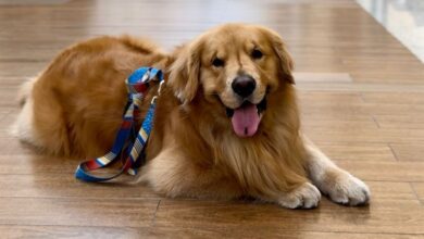 Encontro de Golden Retrievers acontece neste domingo no Balneário Shopping