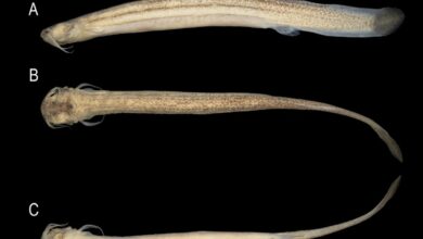 Peixe 'único no mundo' é descoberto em rio catarinense