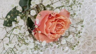 Lois E. (Frantz) Adams Spitz