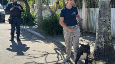 Pitbull abandonado é resgatado após duas semanas em SC