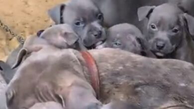 Cadela pitbull e 13 filhotes são resgatados em mata de Balneário Camboriú