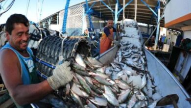 Setor pesqueiro pode perder R$ 13 mi com tarifa dos EUA