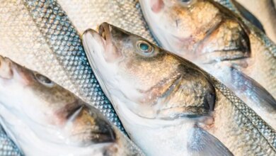 Tarifaço dos EUA preocupa setor pesqueiro catarinense