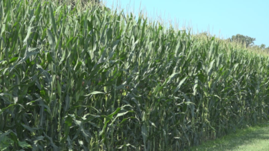 Farmers see improved weather conditions in the Shenandoah Valley in 2025