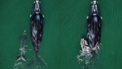 Vídeo flagra mãe e filhote de baleia-franca no litoral de SC