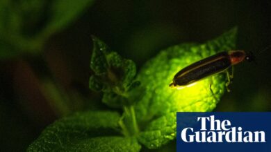Climate change is killing fireflies – threatening a US summer ritual | Insects