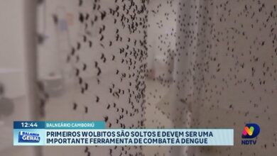 Balneário Camboriú começa projeto de wolbitos para reduzir casos de dengue