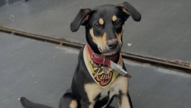 Ao vivo - Balanço Geral Florianópolis