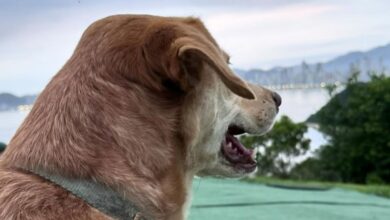 Ao vivo - A Hora da Venenosa