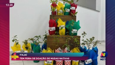 Feira em Itajaí incentiva doação de mudas nativas para população
