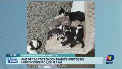 Itajaí: suspeita de envenenamento após morte de mais de 15 gatos