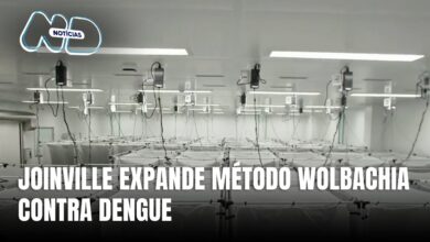 Joinville expande método Wolbachia para reduzir casos de dengue