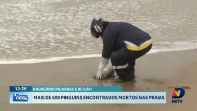 Mais de 500 pinguins são encontrados mortos em praia de Balneário Piçarras