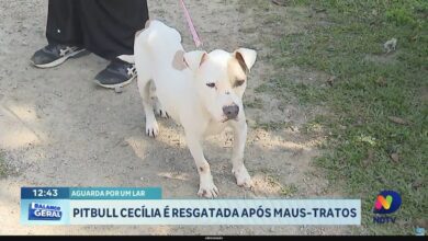Pitbull Cecília é resgatada após maus-tratos e recebe novos cuidados