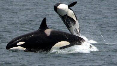 Real life Orca attack incident