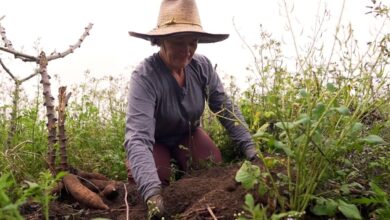 Agro Saúde e Cooperação – Solo de Turfa