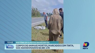 Animais mortos são marcados e abandonados na BR-470 em Ilhota