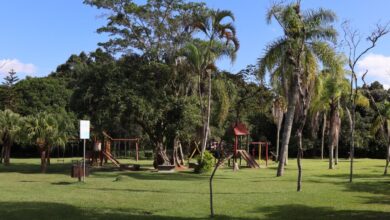 Balneário Camboriú lança plano para plantar mil árvores em um ano