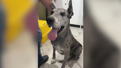 Ao vivo - Cidade Alerta SC