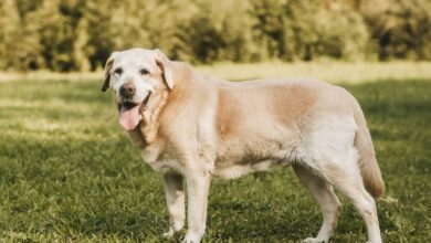 Ice primeiro cão guarda-vidas do Brasil ganhará monumento em SC