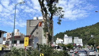 Incêndio põe fim à polêmica da ‘árvore assassina’ em SC