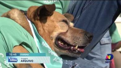 Itapema abre cadastro de lares temporários para cães e gatos resgatados