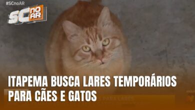 Itapema abre inscrições para lares temporários de cães e gatos resgatados