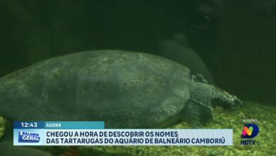 Oceanic Aquarium revela nomes das tartarugas em Balneário Camboriú