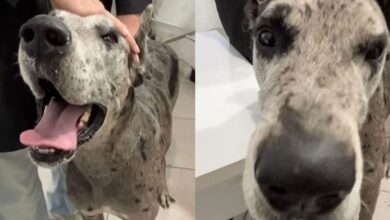 Ao vivo - Balanço Geral Florianópolis