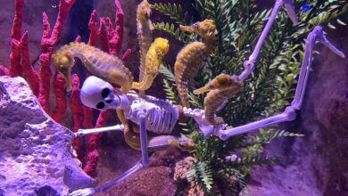 Decoração de Halloween toma conta do Oceanic Aquarium em Balneário Camboriú