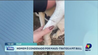 Homem é condenado em Itajaí por maus-tratos a cachorro pitbull