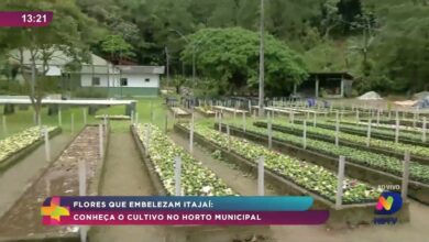 Flores que embelezam Itajaí: conheça o trabalho no Horto Municipal