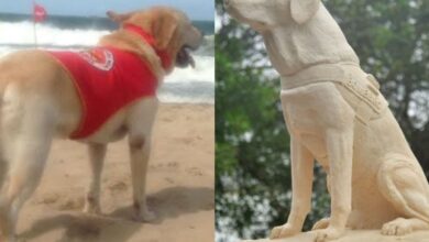Ice, primeiro cão guarda-vidas do Brasil, ganha monumento em SC