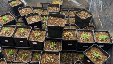 PM encontra cultivo com 67 pés de maconha em residência de Balneário Camboriú