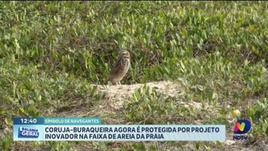 Projeto protege coruja-buraqueira e preserva fauna nas praias de SC